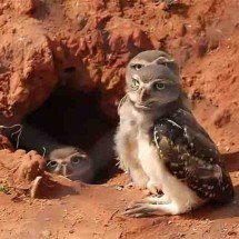 Além do "tradicional", conheça vários tipos de ninhos - Flickr mauro halpern