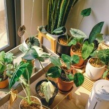 7 plantas que purificam o ar e ainda trazem boas energias - Huy Phan de Pexels