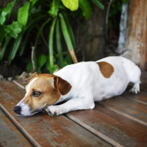 Cães: saiba identificar sinais de estresse - benzoix/FreePik