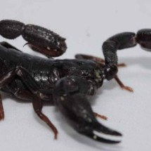 Toxina de escorpião da Amazônia é capaz de matar células de câncer de mama
