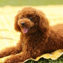 Cães poderão ser testemunhas em casamentos oficiais - Pixabay/Reprodução