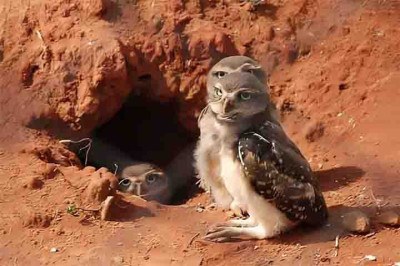 Quando alguém pede para imaginar um ninho, a imagem tradicional vem à mente. Mas existem diversos tipos curiosos pelo mundo. Os ninhos são estruturas construídas por animais, principalmente aves, para abrigar e proteger seus filhotes. Eles servem para evitar o acesso de predadores e para permitir o desenvolvimento das crias. -  (crédito: Flickr mauro halpern)