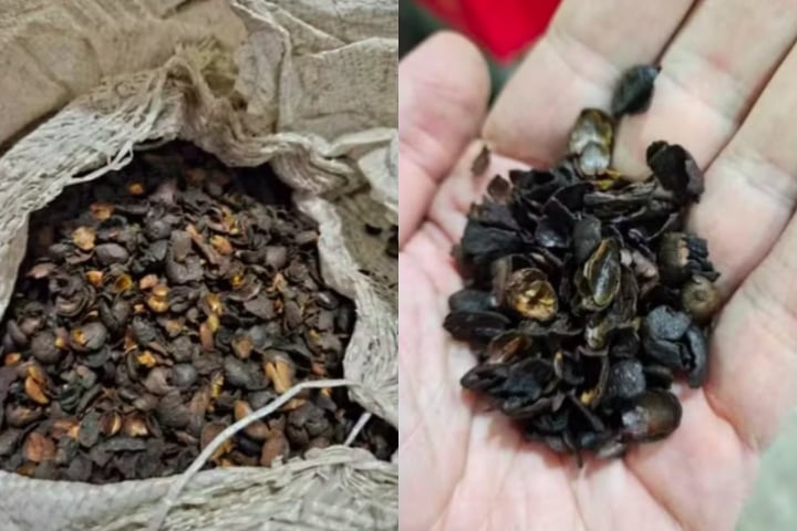 Em meados de fevereiro, o governo federal apreendeu produtos suspeitos de serem "café fake" em fábricas de São Paulo, Paraná e Santa Catarina, após denúncias de fraude. 