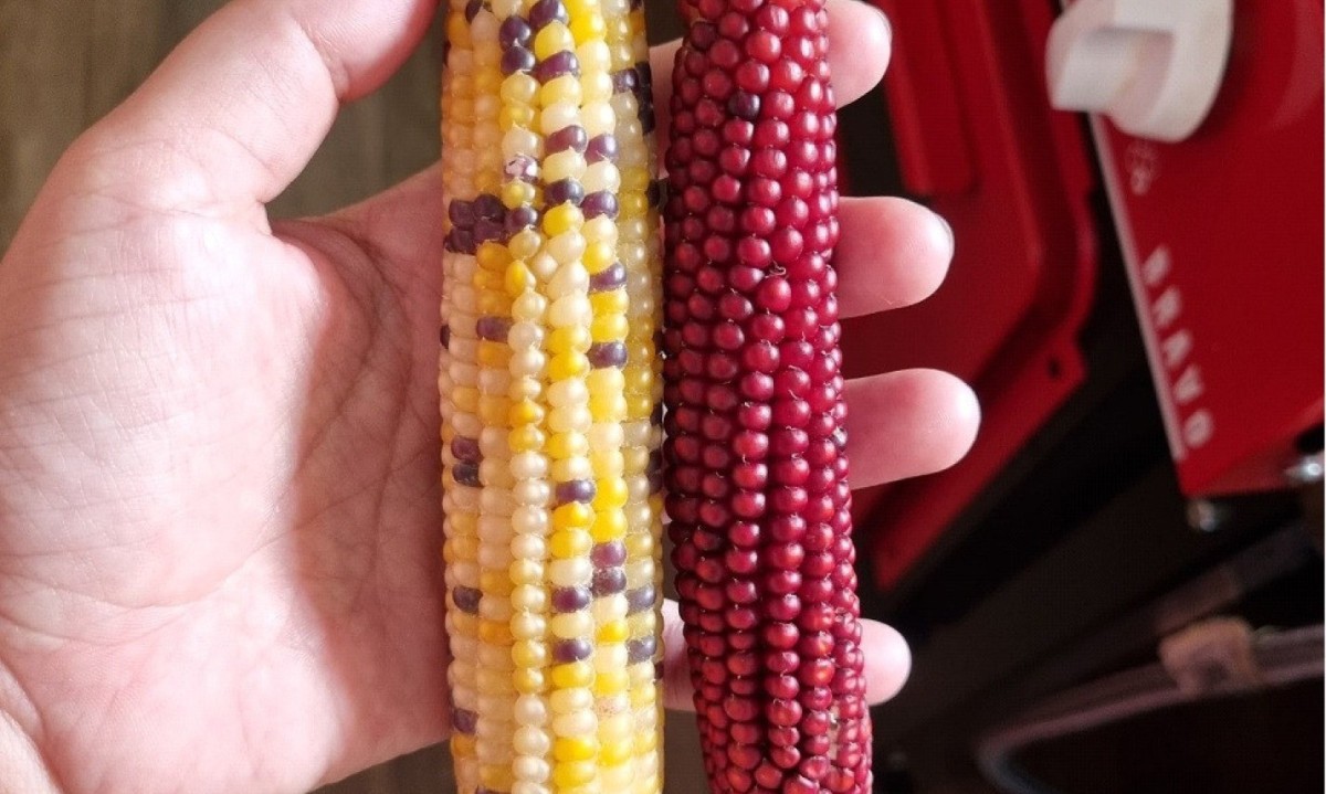 No Brasil, a festa se liga à colheita do milho e à cultura agropecuária, incorporando ingredientes e práticas alimentares indígenas, africanas e europeias e reforçando seu caráter simbólico e identitário - (crédito: Arquivo pessoal) No Brasil, a festa se liga à colheita do milho e à cultura agropecuária, incorporando ingredientes e práticas alimentares indígenas, africanas e europeias e reforçando seu caráter simbólico e identitário - (crédito: Arquivo pessoal)