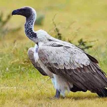 Vistos como mau agouro , abutres têm importância que poucos reconhecem - - Yathin sk./Wikimédia Commons