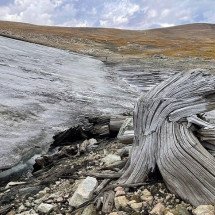 Gelo derrete e revela floresta de 6 mil anos oculta em montanha - reprodução/Daniel Stahle/Montana State University