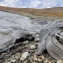 Gelo derrete e revela floresta de 6 mil anos oculta em montanha - reprodução/Daniel Stahle/Montana State University