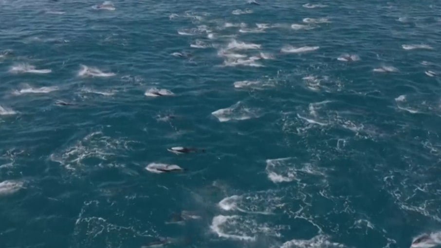 Pra quem não viu: vídeo mostra 2 mil golfinhos saltando na costa da Califórnia - Evan Brodsky/Divulgação