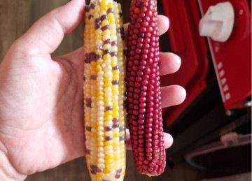 No Brasil, a festa se liga à colheita do milho e à cultura agropecuária, incorporando ingredientes e práticas alimentares indígenas, africanas e europeias e reforçando seu caráter simbólico e identitário -  (crédito: Arquivo pessoal)