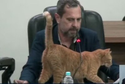 Um episódio arrancou risadas de quem estava na Câmara Municipal de Votuporanga, em São Paulo, no dia 16 de junho. Um gato que circula pelo plenário e é considerado mascote pelos vereadores interrompeu uma sessão ao esbarrar com o rabo no microfone. -  (crédito: Reprodução de vídeo )