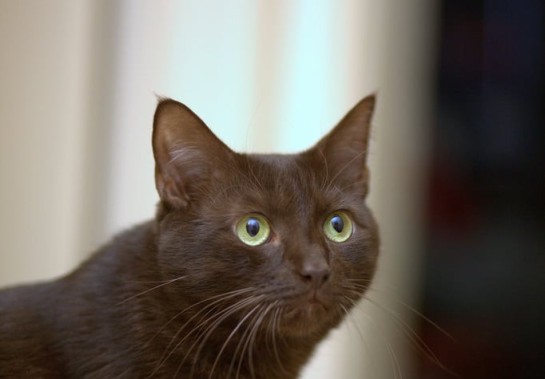 Dave Scelfo wiki commons