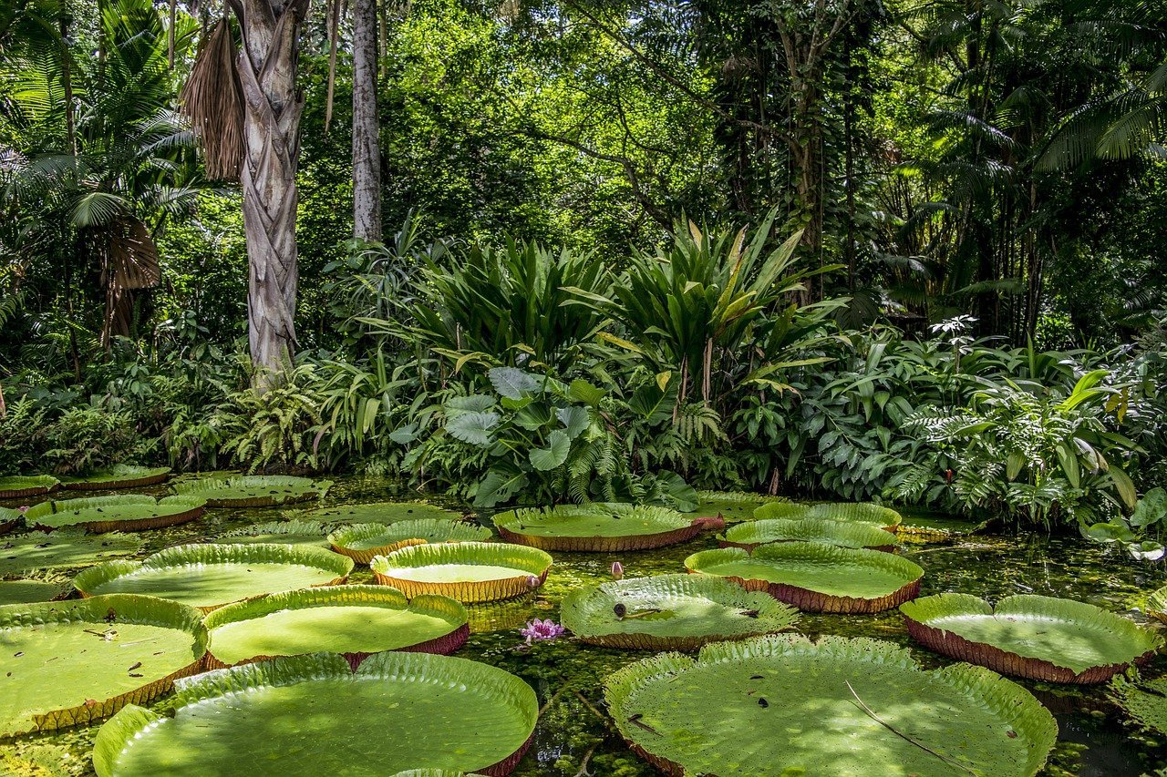 As vitórias-régias são belas plantas aquáticas que se destacam no cenário amazônico. -TNeto pixabay
