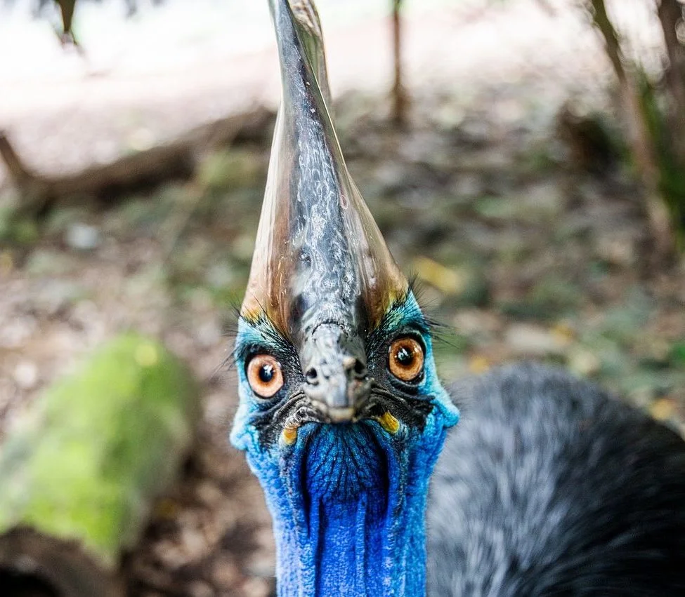 Em abril de 2019, na Flórida, um "casuar" atacou o próprio dono, um homem de 75 anos que acabou morrendo em consequência dos ferimentos causados pelo ataque do animal. Confira outros perigos mortais da Austrália!