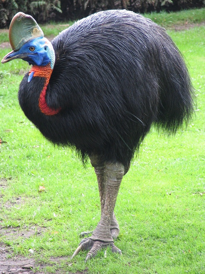 O animal em questão é o “casuar”, uma espécie de ave de grande porte comum do norte da Austrália e da Nova Guiné. Eles são excelentes nadadores, podem saltar 1,5m e correr a 50km/h!
