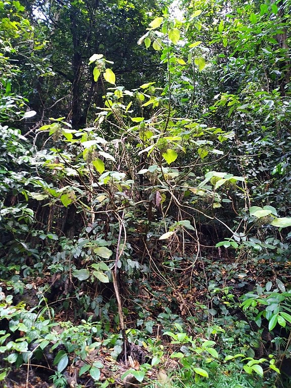 Tem até uma árvore, a “gympie-gigante”, que pode atingir 40 metros de altura!