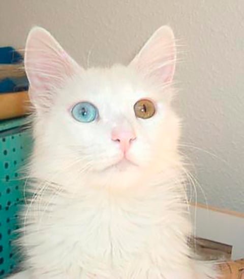 Angorá - Originário da Turquia. Conhecido na Europa desde o século 17. Tem pelagem longa e sedosa, com predominância do branco e do laranja. A cor dos olhos varia.  Alguns gatos têm um olho de cada cor. Vive de 12 a 18 anos.  