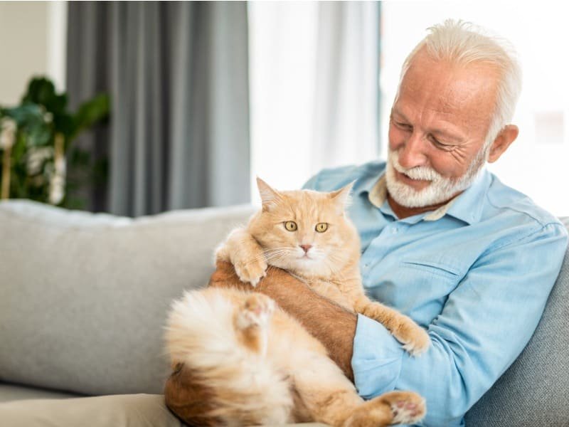 Esse crescimento é atribuído a fatores como a independência dos gatos, facilidade de cuidados e menor necessidade de espaço, características que os tornam ideais para famílias com rotinas agitadas e residências menores.