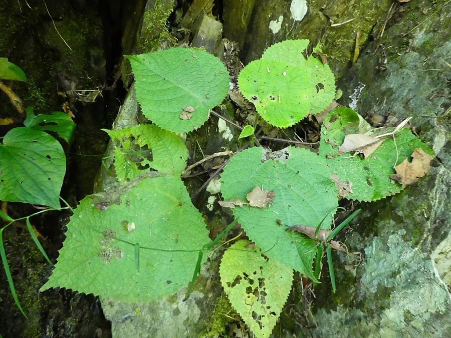 Gympie-gympie: Imagina que vocÃª estÃ¡ ali, fazendo uma trilha gostosa num domingo de sol e de repente sente uma dor incontrolÃ¡vel que nÃ£o veio de nenhum animal, mas sim de umaâ?Š planta! 