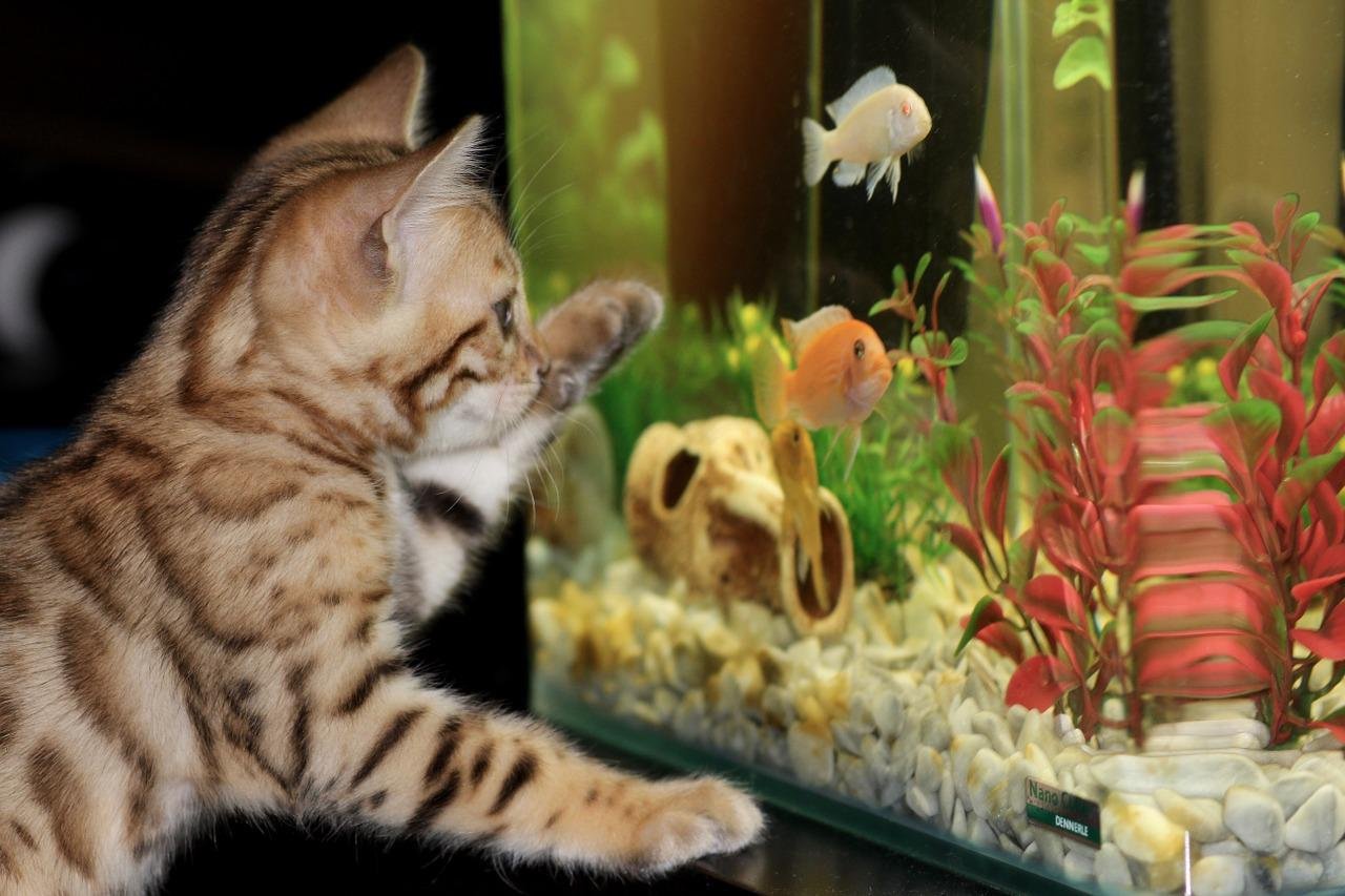O IPB destaca que a popularidade dos gatos está diretamente ligada às mudanças no estilo de vida dos brasileiros, que buscam animais de estimação que se adaptem melhor às suas rotinas e espaços disponíveis. Veja algumas raças lindas e dóceis.