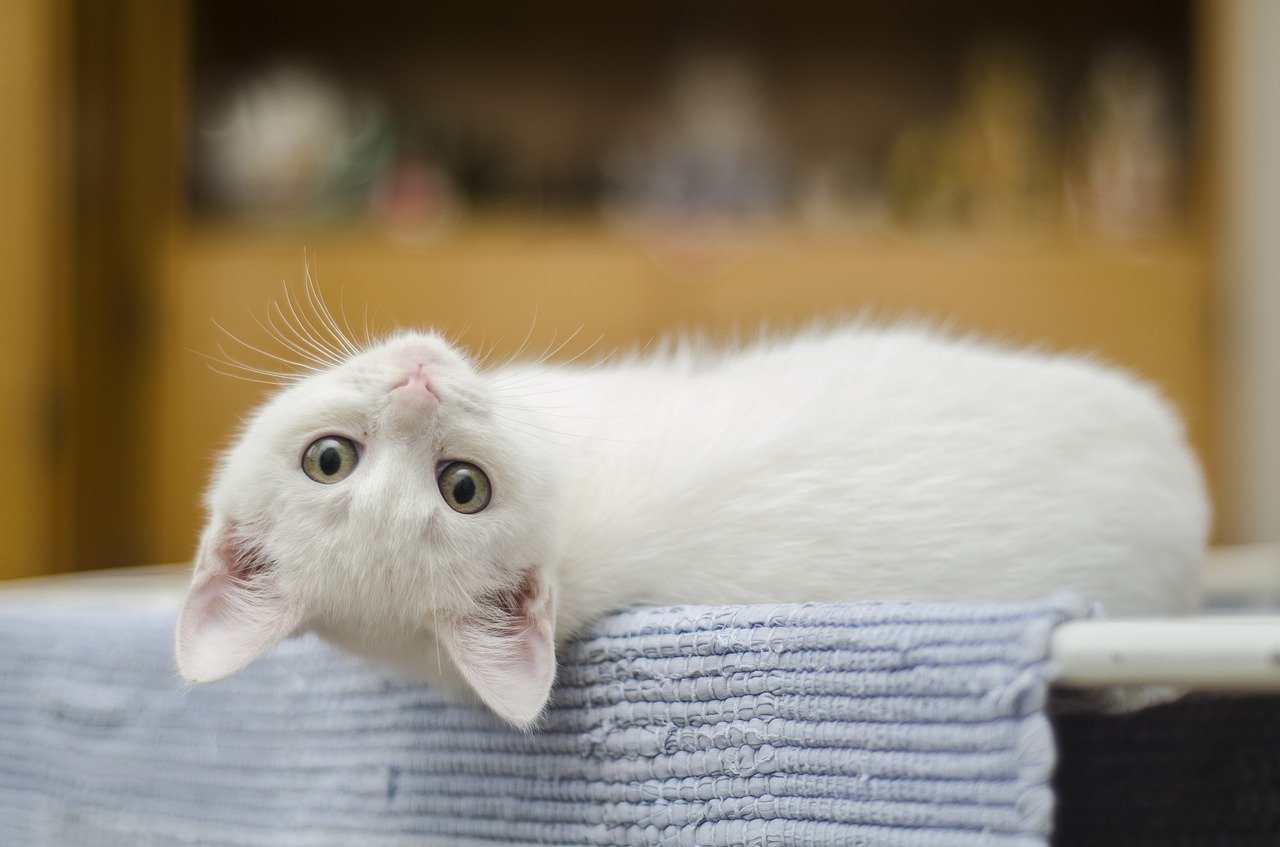 Levantamento do Instituto Pet Brasil (IPB), divulgado em maio de 2025, indica que o número de gatos nos lares brasileiros atingiu 30,8 milhões, representando um aumento de 5,4% em relação a 2022, quando havia 29,2 milhões de felinos.