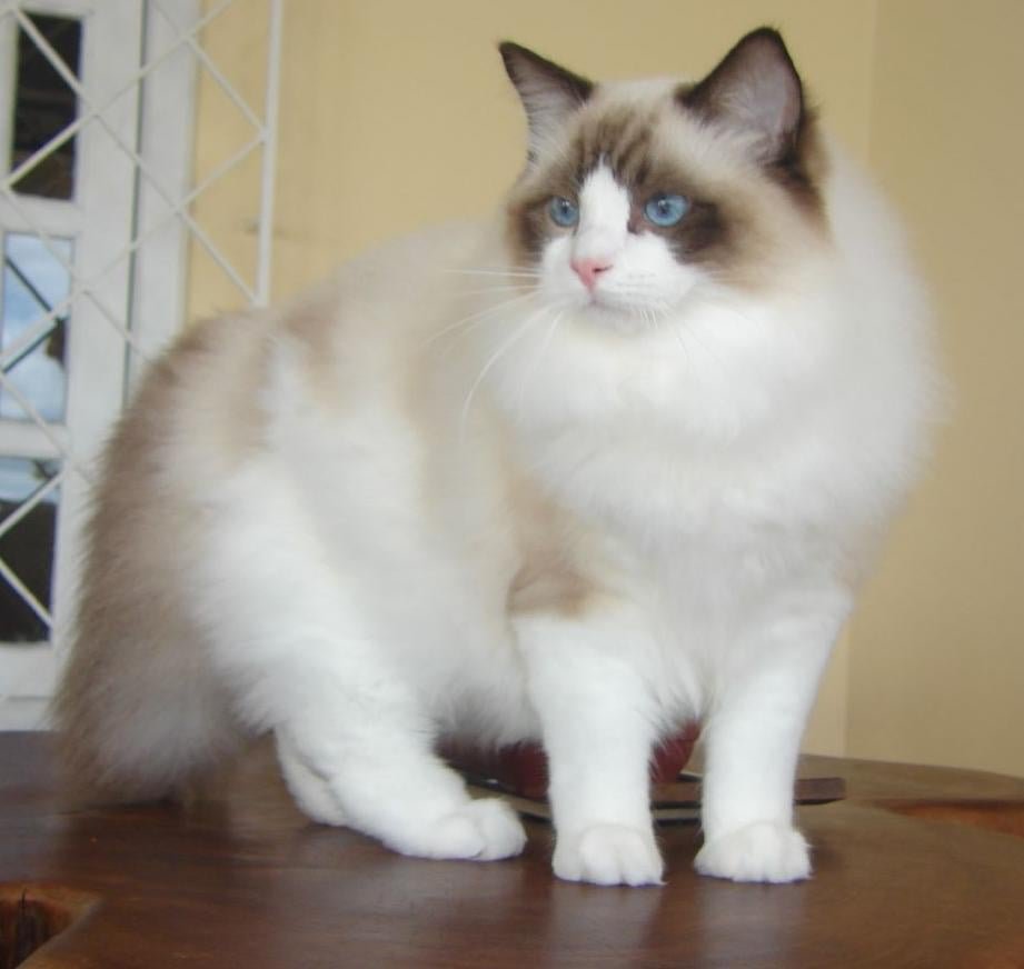 Ragdoll - Raça desenvolvida nos EUA nos anos 1950. Seu nome significa "Boneca de pano" e indica que ele é muito dócil e gosta de brincar.  Vive cerca de 10 anos. 