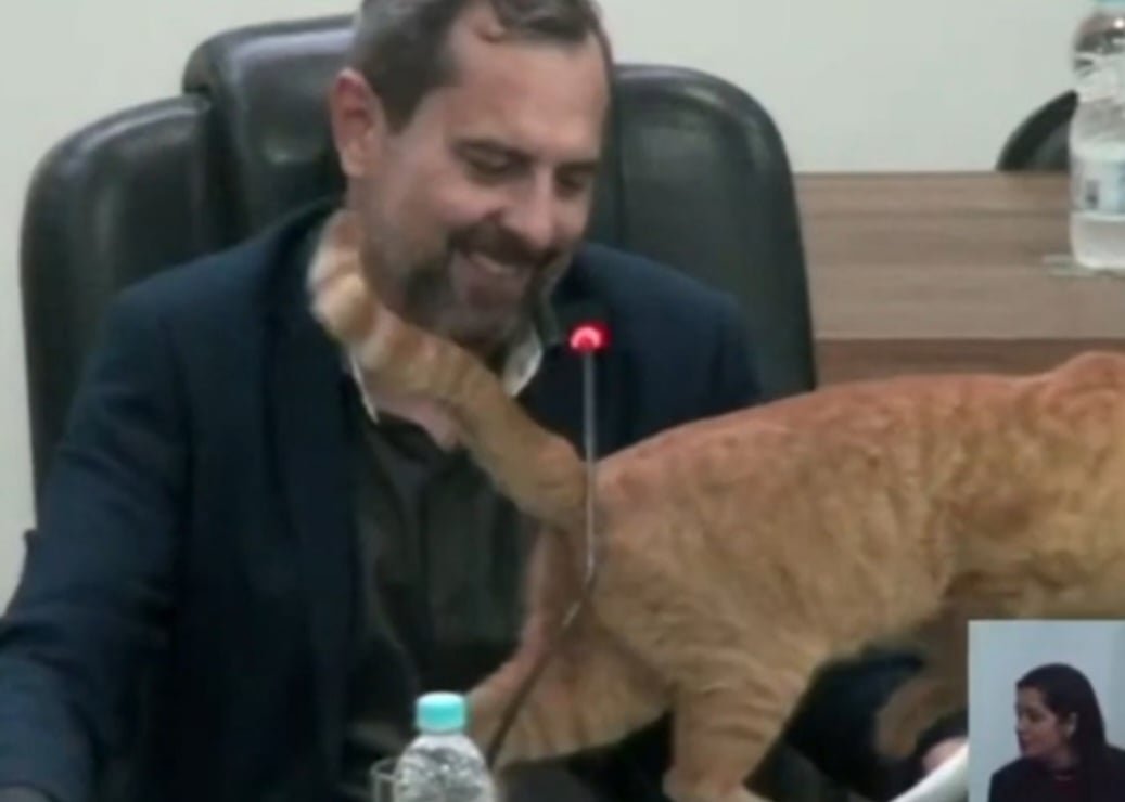 O presidente da Câmara, Daniel David, que estava na mesa, também riu. O gato se chama Lelo e passou a viver na Câmara depois que sua tutora, que morava na vizinhança, se mudou. Ele ganhou o apelido de "vereador".