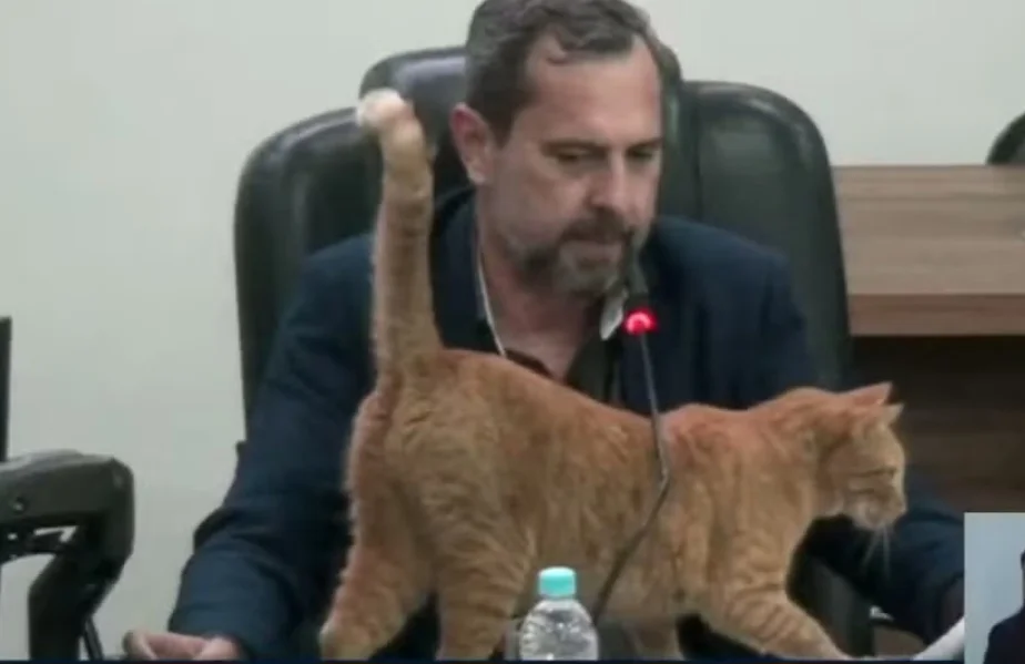 Gato 