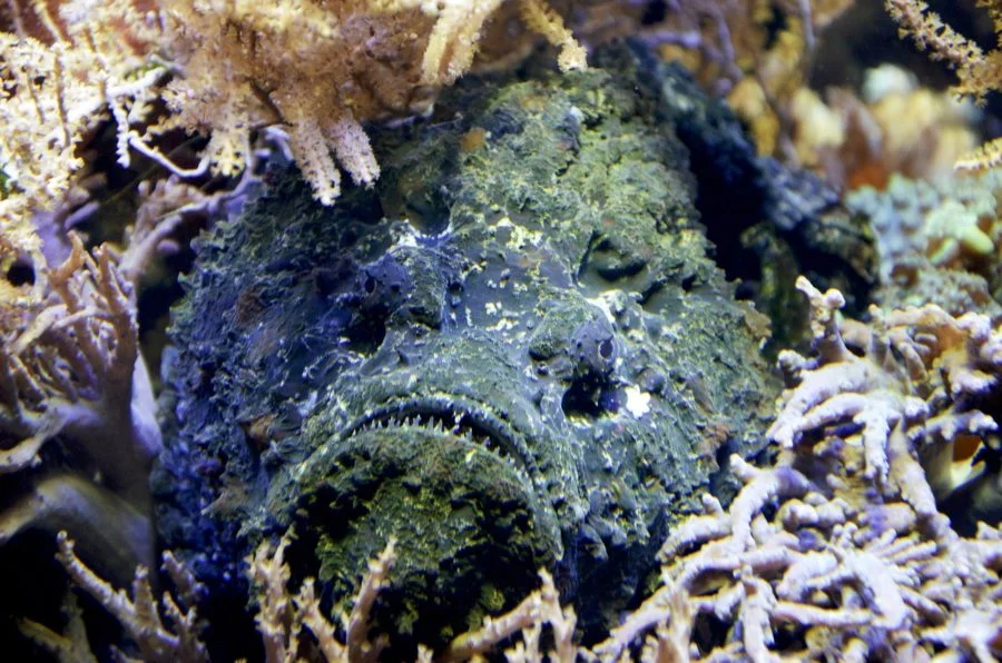 Peixe-pedra: Com apenas 40cm e cerca de 2,4kg, o peixe-pedra é um dos animais mais perigosos da Austrália e do mundo, devido ao seu alto índice de toxicidade. 