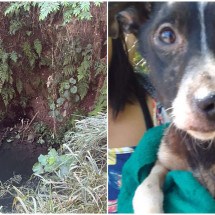 BH: cachorro é resgatado e adotado após dias preso em um córrego - CBMMG/Divulga&ccedil;&atilde;o