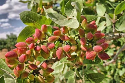Repleto de benefícios para a saúde, um alimento tem atraído os amantes da culinária brasileira pelo sabor e pela versatilidade. É o pistache, consumido desde 7 mil a.C, que faz parte do time das oleaginosas e se destaca tanto nas sobremesas, quanto em pratos salgados.  -  (crédito:  Imagem de erhan t por Pixabay)