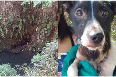 Animal estaria no local a cerca de três dias e não conseguia encontrar um caminho para sair -  (crédito: CBMMG/Divulgação)