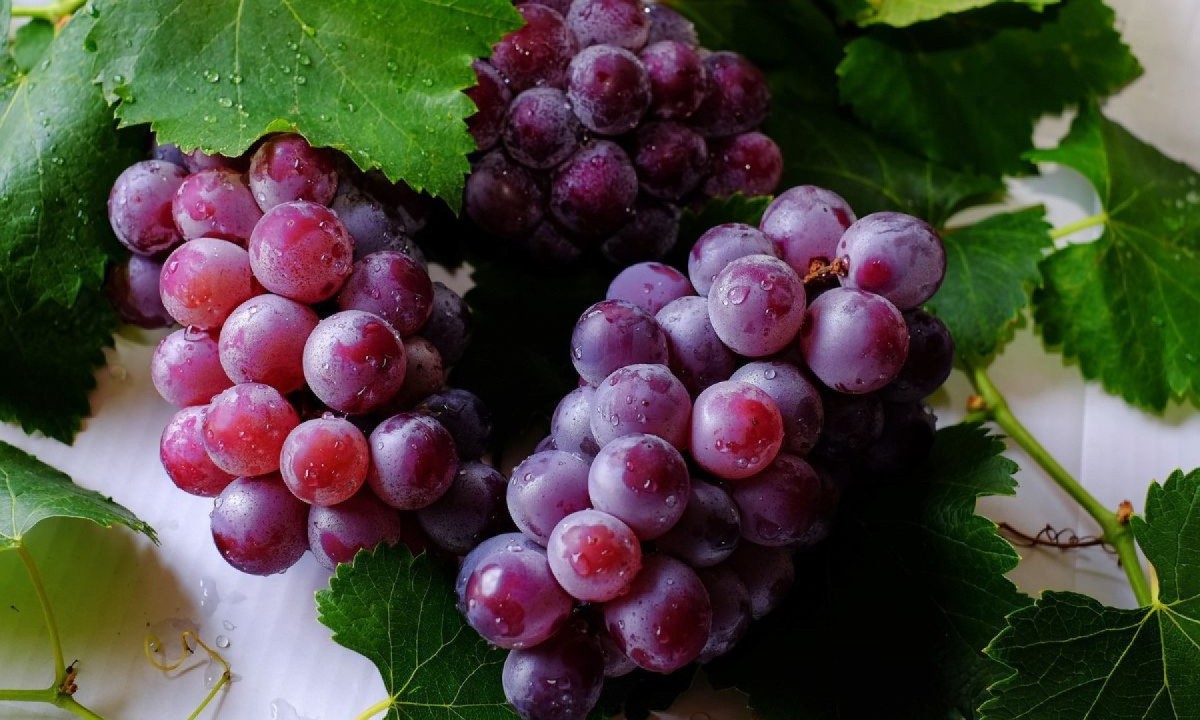 As uvas, especialmente as roxas e pretas, são ricas em resveratrol, composto antioxidante ligado à proteção cardiovascular Frutas