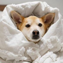 Frio e pets: como proteger seu cachorro ou gato no inverno - Freepik