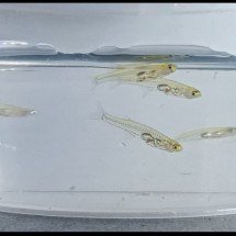 Olhando, ninguém diz: peixe minúsculo faz barulho de "britadeira" - AngryBurmese wikimedia commons