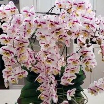 Orquídea com 159 flores está no Livro dos Recordes - Divulgação Guinness