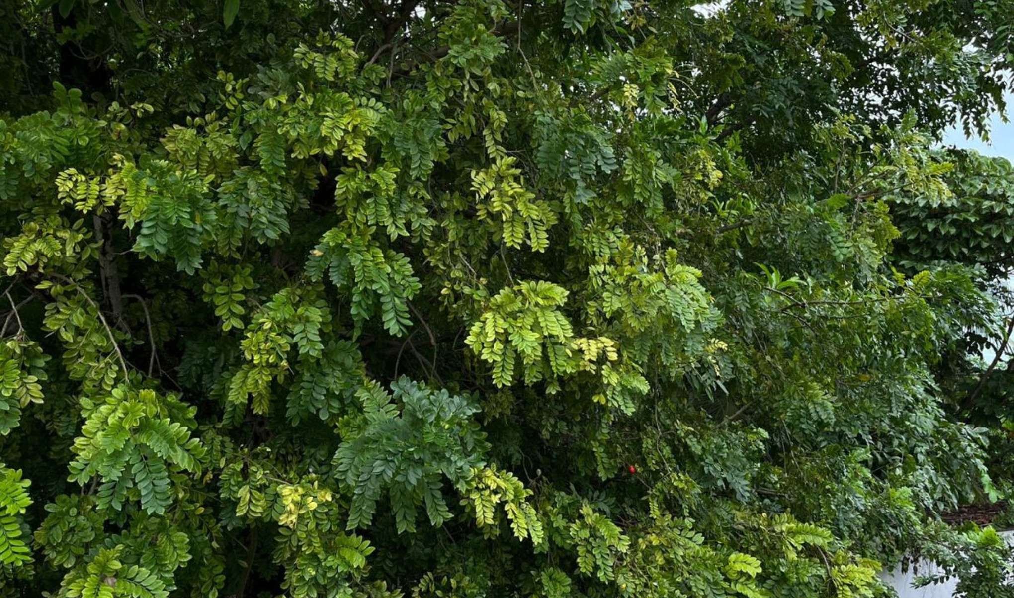 Vegetação em Olinda
