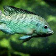 Leve e saudável: Opções para incorporar o pescado à refeição - PietervH - Flickr