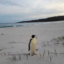 Pra quem não viu: Pinguim perdido chega a uma praia a 3.500 km de casa - Divulgação Miles Brotherson Departamento de Biodiversidade e Conservação da Austrália