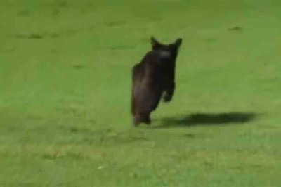Em 2024, nos minutos finais do jogo entre Santos e Palmeiras, pela final do Campeonato Paulista, um gato preto surgiu correndo no gramado da Vila Belmiro e paralisou brevemente a partida. 
 -  (crédito:  Reprodução Cazé TV)