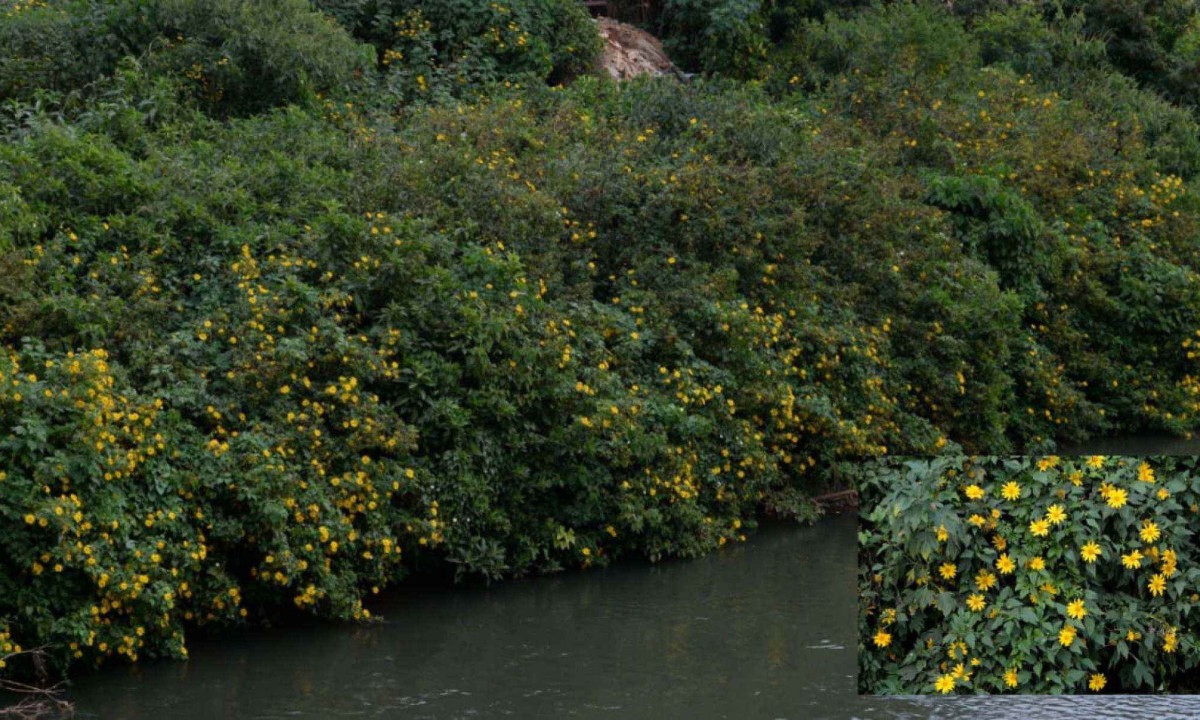 Margaridão, espécie invasora originária do México, tomou conta da margem do rio das Velhas, entre Belo Horizonte e Sabará