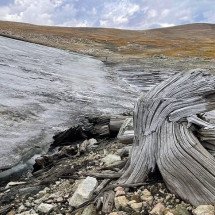 Gelo derrete e revela floresta milenar em montanha - reprodução/Daniel Stahle/Montana State University