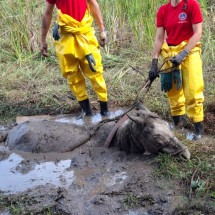 MG: cavalo fica atolado em buraco cheio de barro, e salvamento leva 2h - CBMMG