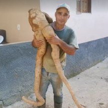 Mandioca em forma humana causa espanto; saiba tudo sobre a iguaria - Reprodução redes sociais 