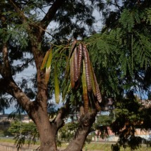 Brasil tem 541 espécies invasoras que colocam agro e meio ambiente em risco - T&uacute;lio Santos/EM/D.A.Press