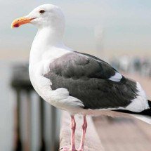 Gaivota aprende a miar para ganhar comida de gato - FreePik