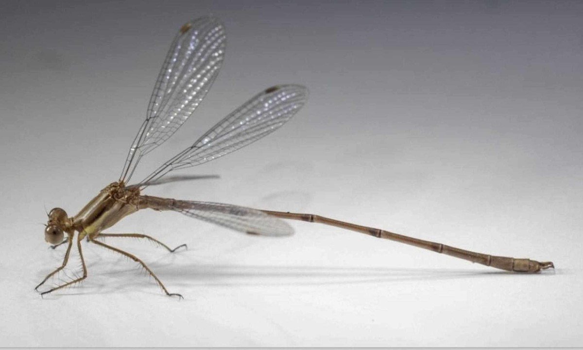Pesquisadores encontraram uma lib&eacute;lula da esp&eacute;cie Lestes quadristriatus, que estava &lsquo;desaparecida&rsquo; h&aacute; mais de um s&eacute;culo -  (crédito: Reprodu&ccedil;&atilde;o)