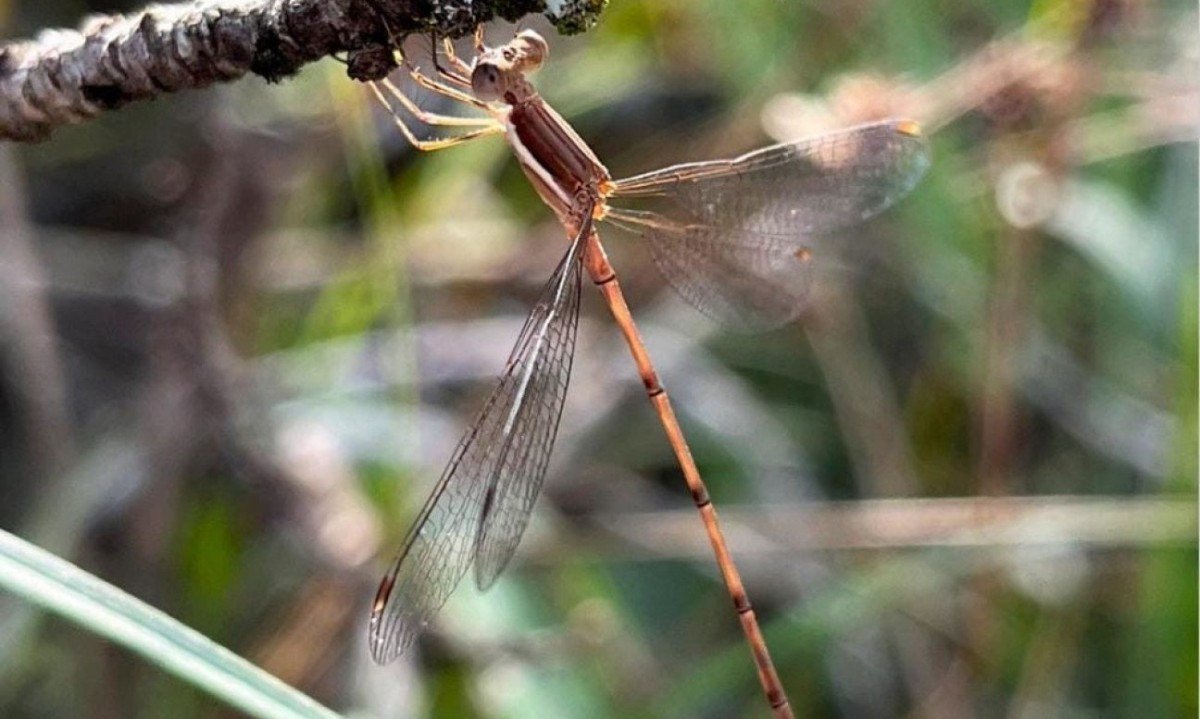 A coleta foi realizada na Reserva Particular do Patrimônio Natural (Rppn) Vale Encantado, em Uberaba, cidade no Triângulo Mineiro