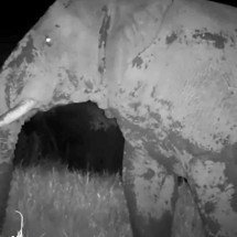 Ambientalistas fazem registro de espécie rara: o elefante-fantasma do Senegal - Divulgação Panthera & Senegal’s National Parks Directorate 