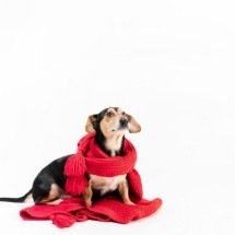 As 5 doenças que mais afetam os cães no frio; veja como protegê-los - Freepik