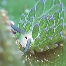 Animal ou vegetal? Ovelha-folha atrai curiosidade na internet - reprodução/youtube